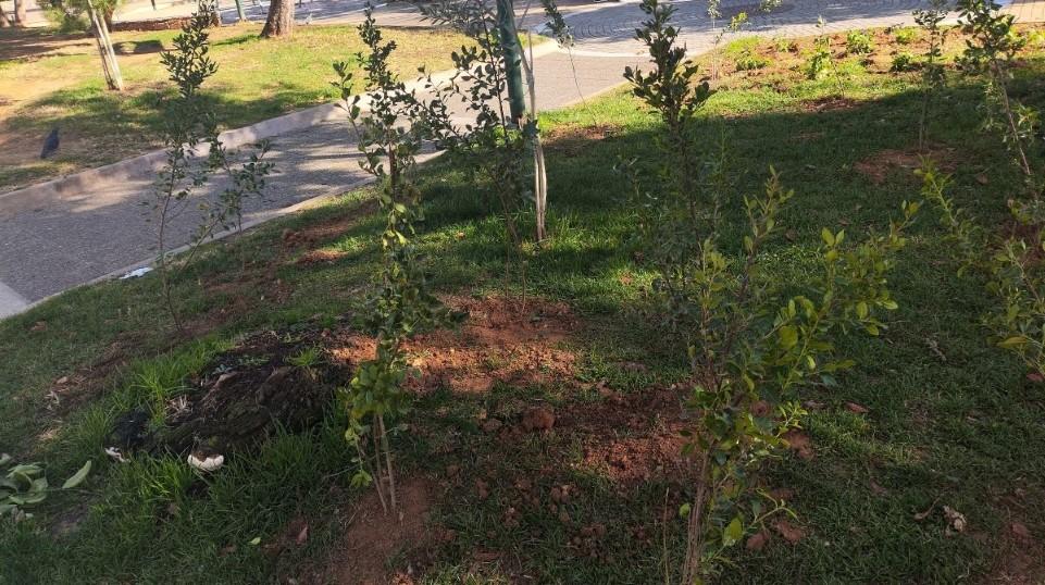 Δήμος Βύρωνα: 507 νέες φυτεύσεις στο Πάρκο Καραολή και Δημητρίου