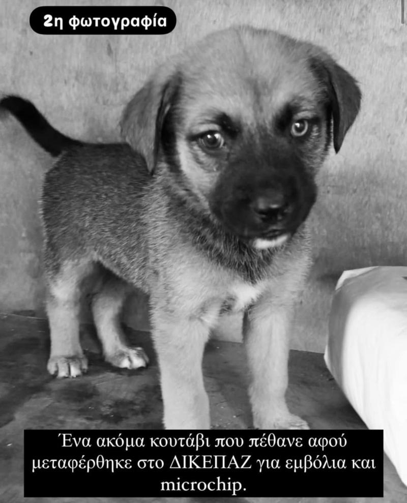 Καταφύγιο Αδέσποτων του Δήμου Αθηναίων: Η παράταξη Μπακογιάννη καταγγέλλει συνεχόμενους θανάτους ζώων