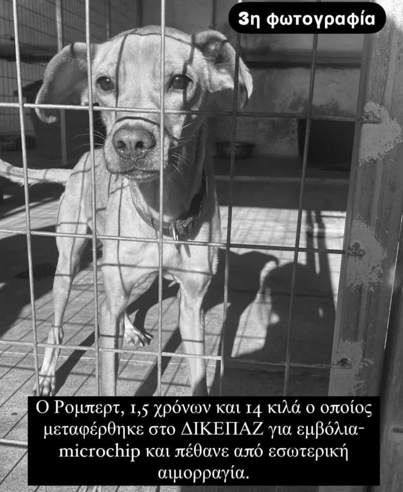 Καταφύγιο Αδέσποτων του Δήμου Αθηναίων: Η παράταξη Μπακογιάννη καταγγέλλει συνεχόμενους θανάτους ζώων