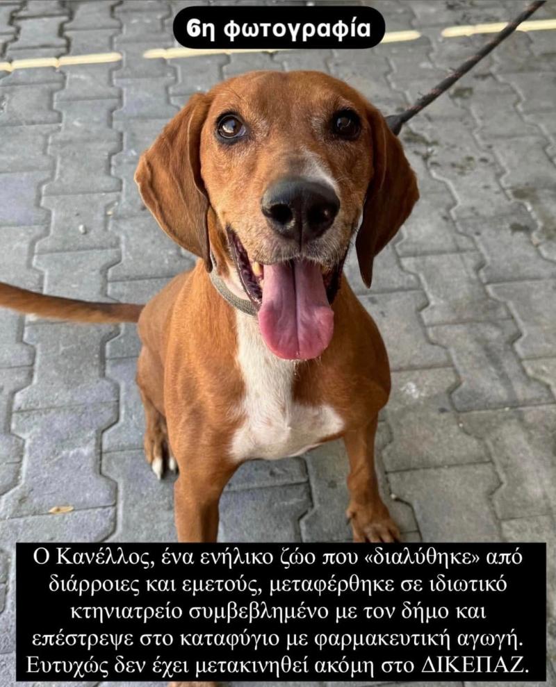 Καταφύγιο Αδέσποτων του Δήμου Αθηναίων: Η παράταξη Μπακογιάννη καταγγέλλει συνεχόμενους θανάτους ζώων