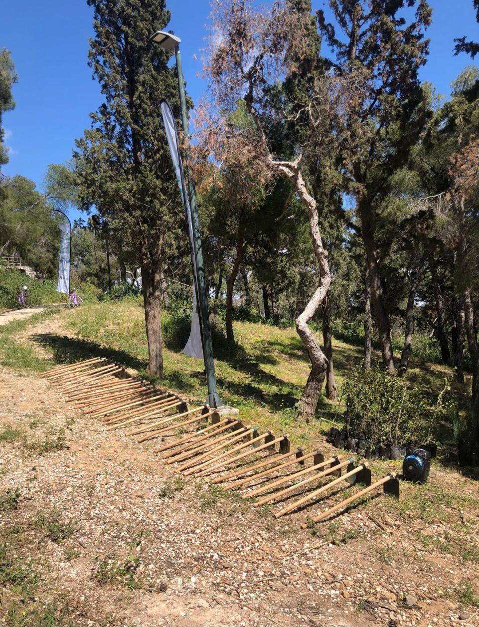 Δήμος Αθηναίων: Περισσότερα από 1.100 δέντρα φυτεύτηκαν τους πρώτους μήνες του 2025