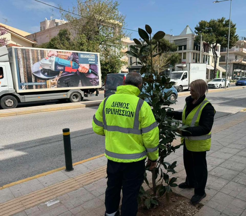Δήμος Βριλησσίων: Περισσότερες από 2.700 νέες φυτεύσεις δέντρων και θάμνων από τις αρχές του 2024