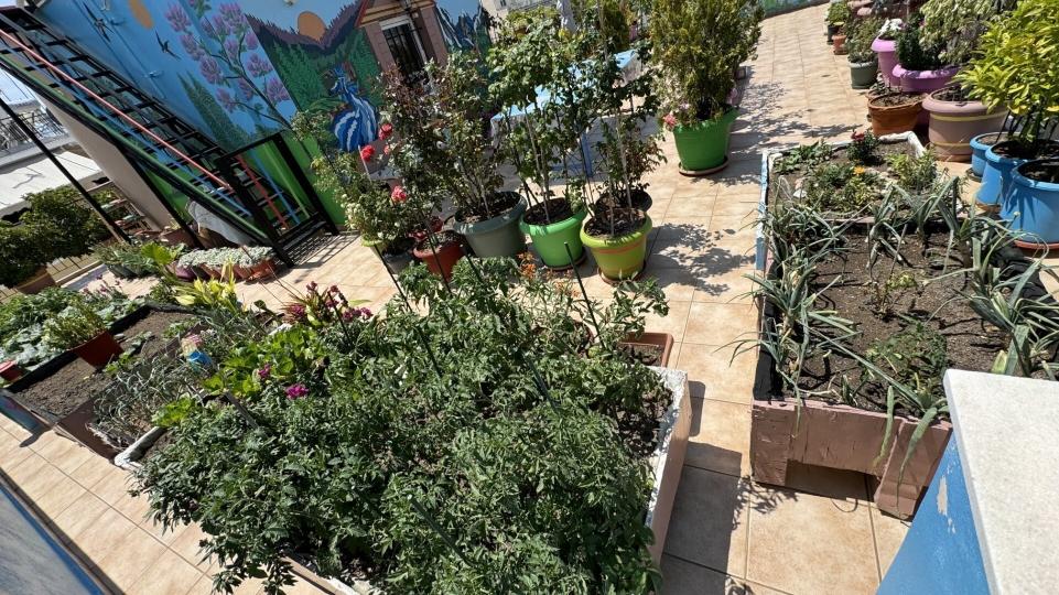 Δήμος Αθηναίων: Η πόλη ψηφίζει για τα πιο πράσινα μπαλκόνια των κατοίκων της Αθήνας