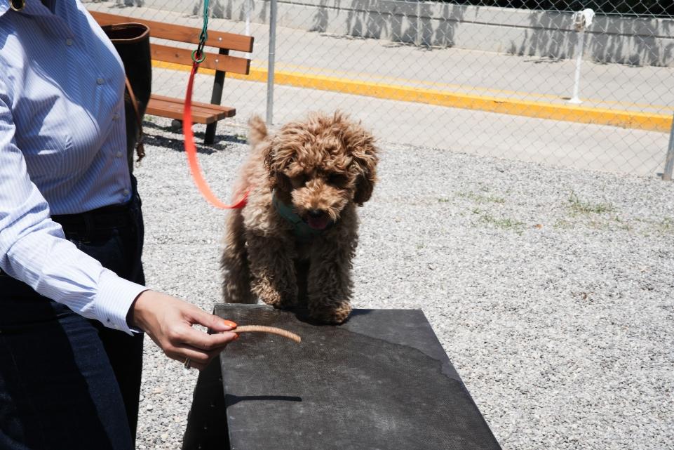 Δήμος Αθηναίων: Άνοιξε τις πόρτες του το νέο πάρκο σκύλων στο Σεράφειο