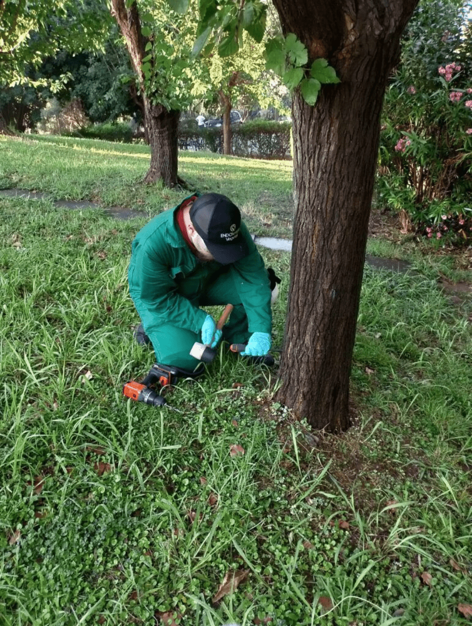 Ο Δήμος Αθηναίων θωρακίζει τις μουριές της πόλης απέναντι στο καταστροφικό έντομο Xylotrechus chinensis