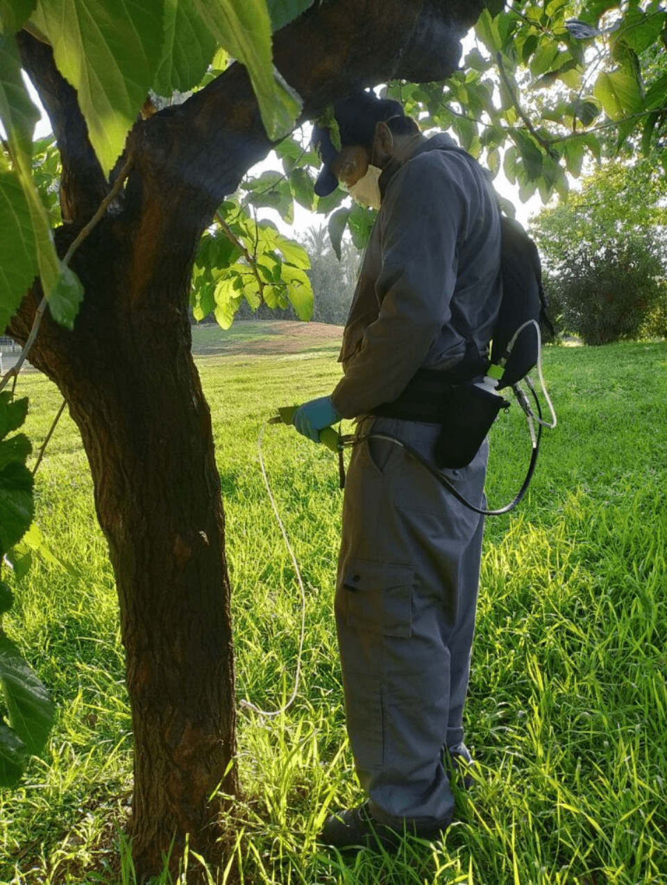 Ο Δήμος Αθηναίων θωρακίζει τις μουριές της πόλης απέναντι στο καταστροφικό έντομο Xylotrechus chinensis