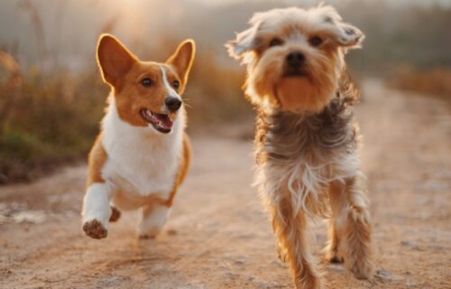 Δήμος Αθηναίων: Καταγγελία για παράνομο χώρο ταφής ζώων συντροφιάς στο Άλσος Χωροφυλακής