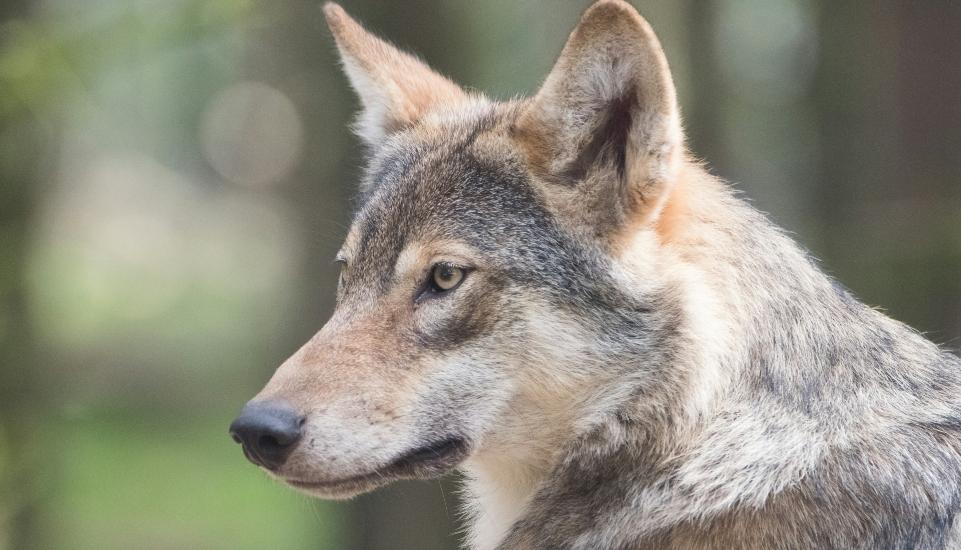 Εμφάνιση λύκου στον Νέο Μαρμαρά - Σύσταση για αυξημένη προσοχή σε δασικές περιοχές