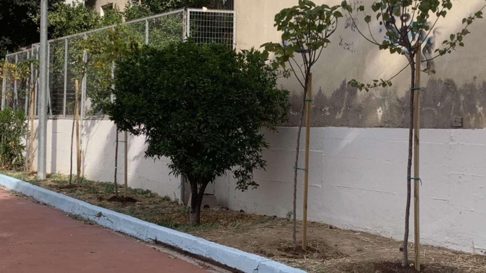 Ο Δήμος Πειραιά πρασινίζει τα σχολεία της πόλης: Νέο πρόγραμμα δενδροφύτευσης